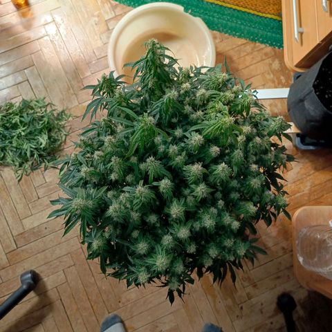 Semyanich (wedding cake auto) 24-26%TCH growlog timeline photo