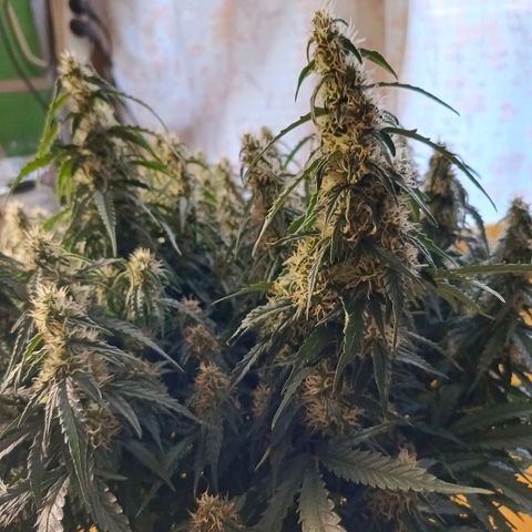 Semyanich (wedding cake auto) 24-26%TCH growlog timeline photo