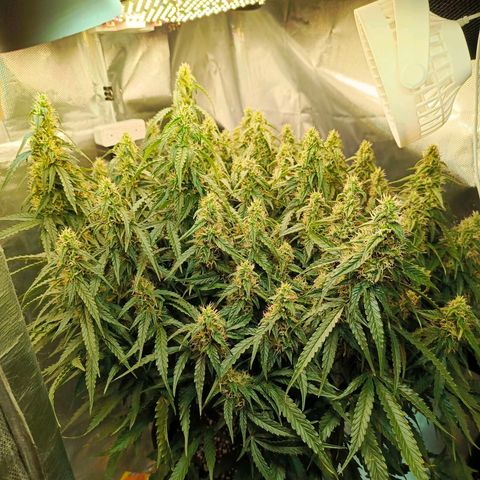 Semyanich (wedding cake auto) 24-26%TCH growlog timeline photo