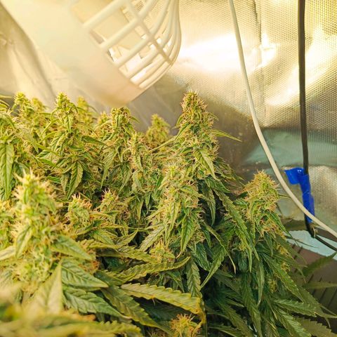 Semyanich (wedding cake auto) 24-26%TCH growlog timeline photo