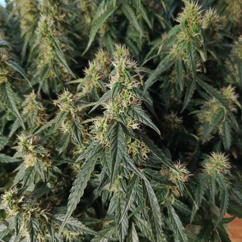 Semyanich (wedding cake auto) 24-26%TCH growlog timeline photo