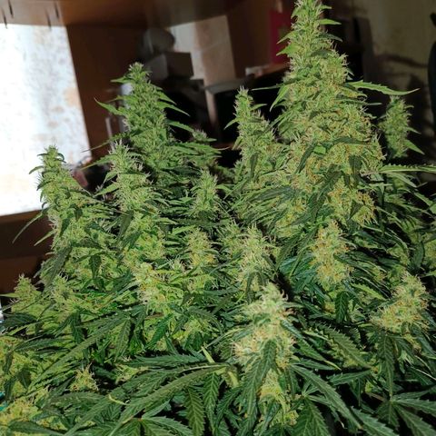 Semyanich (wedding cake auto) 24-26%TCH growlog timeline photo