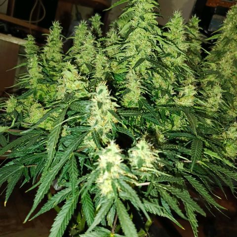 Semyanich (wedding cake auto) 24-26%TCH growlog timeline photo