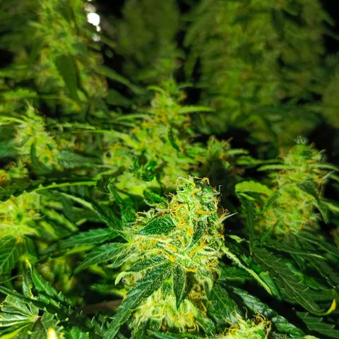 Semyanich (wedding cake auto) 24-26%TCH growlog timeline photo