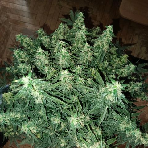 Semyanich (wedding cake auto) 24-26%TCH growlog timeline photo