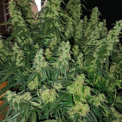 Semyanich (wedding cake auto) 24-26%TCH growlog timeline photo