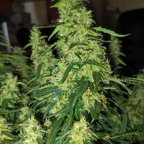Semyanich (wedding cake auto) 24-26%TCH growlog timeline photo