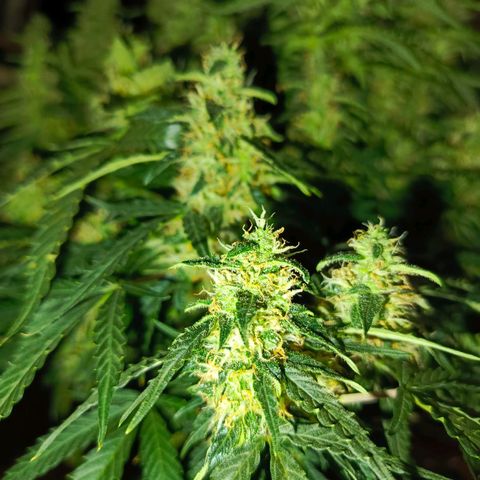 Semyanich (wedding cake auto) 24-26%TCH growlog timeline photo