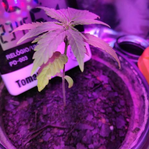 1 growlog photo: 1 primeiro rega com fert