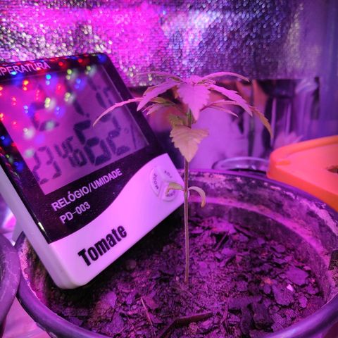 1 growlog photo: 1 primeiro rega com fert