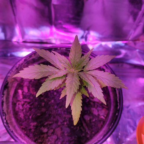 1 growlog timeline photo
