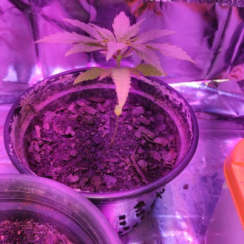 1 growlog timeline photo