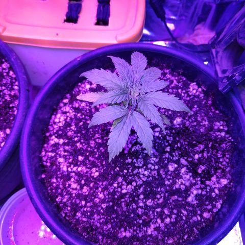 1 growlog photo: Troca de vaso 
Fert flowermind 
