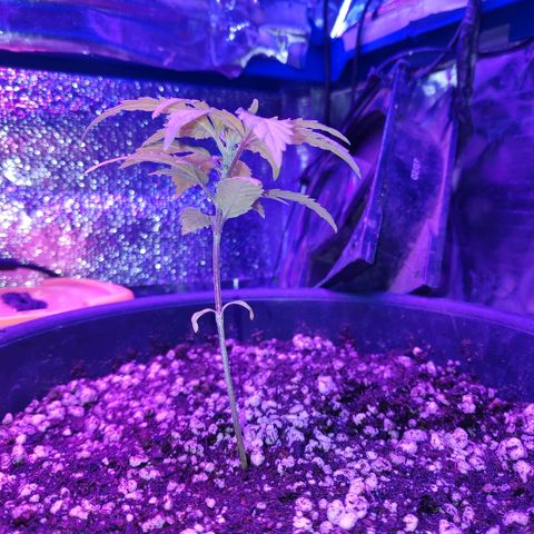 1 growlog timeline photo