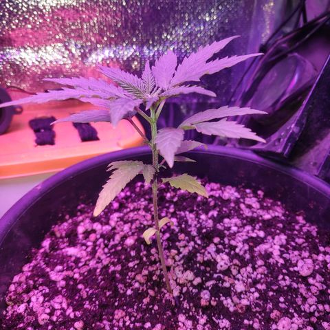1 growlog timeline photo