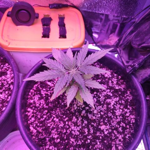 1 growlog timeline photo