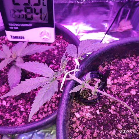 1 growlog timeline photo