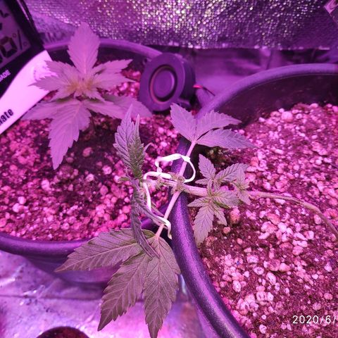 1 growlog timeline photo