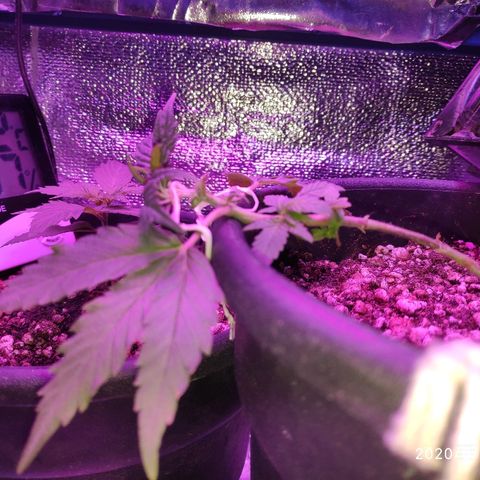 1 growlog timeline photo