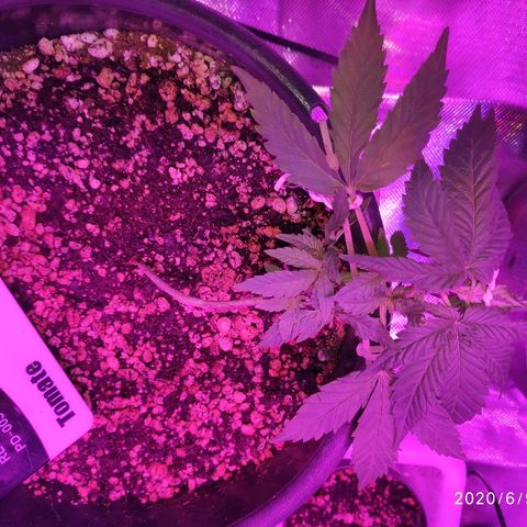 1 growlog timeline photo