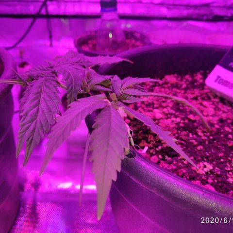 1 growlog timeline photo