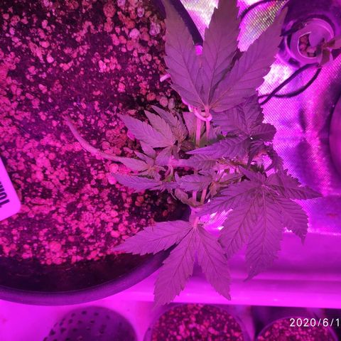 1 growlog timeline photo
