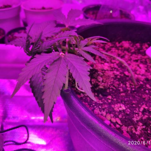 1 growlog timeline photo