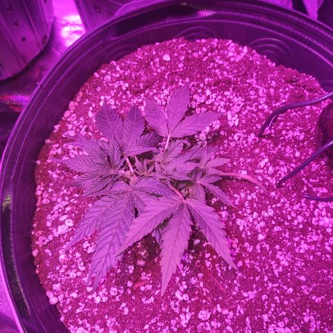 1 growlog timeline photo