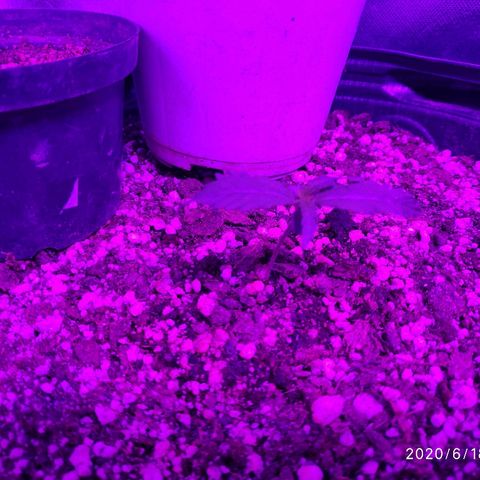 prem BR 2 #1 growlog timeline photo
