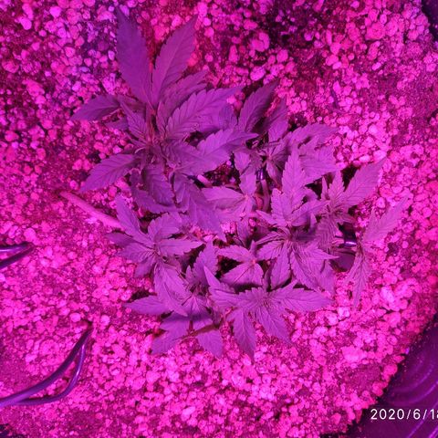 1 growlog timeline photo