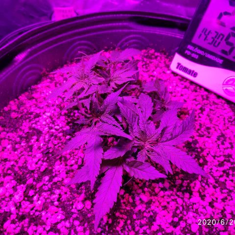 1 growlog timeline photo