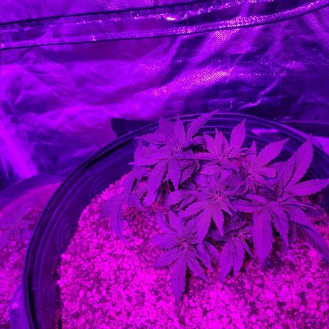 1 growlog timeline photo
