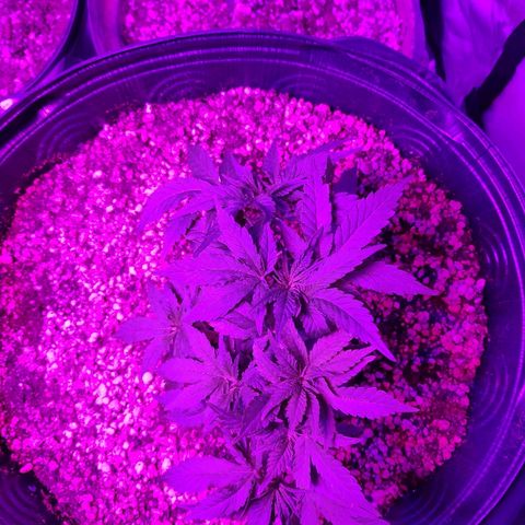 1 growlog timeline photo