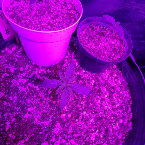 prem BR 2 #1 growlog timeline photo