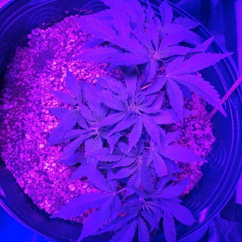 1 growlog timeline photo