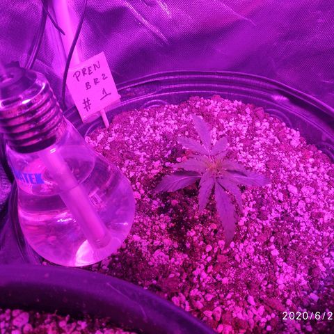 prem BR 2 #1 growlog timeline photo