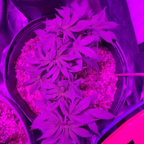 1 growlog timeline photo