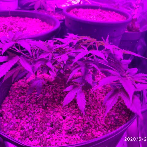 1 growlog timeline photo