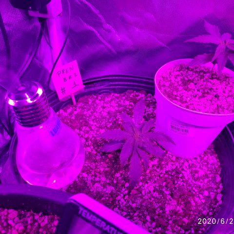 prem BR 2 #1 growlog timeline photo