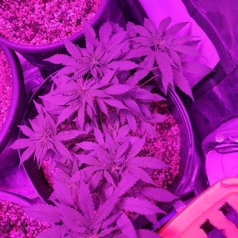 1 growlog timeline photo