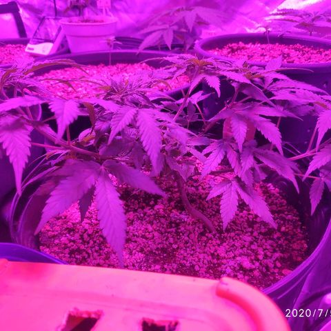 1 growlog timeline photo