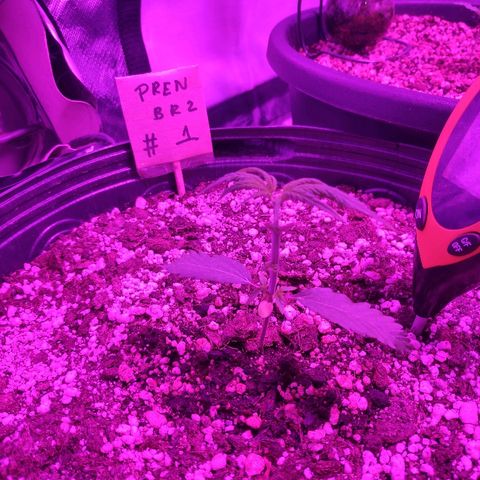 prem BR 2 #1 growlog timeline photo