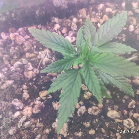 prem BR 2 #1 growlog timeline photo