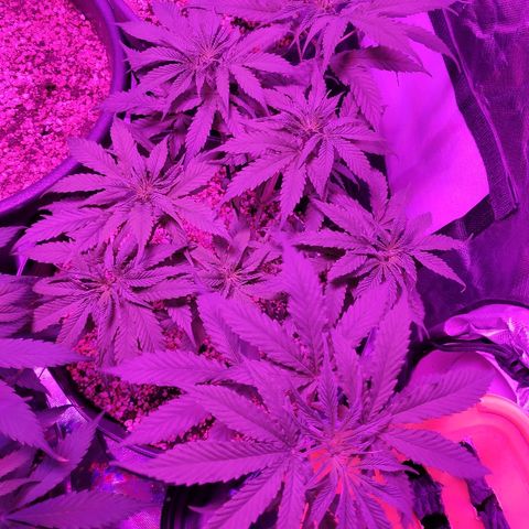 1 growlog timeline photo