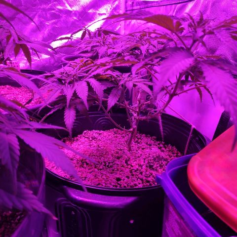 1 growlog timeline photo