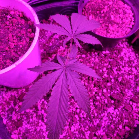 prem BR 2 #1 growlog timeline photo