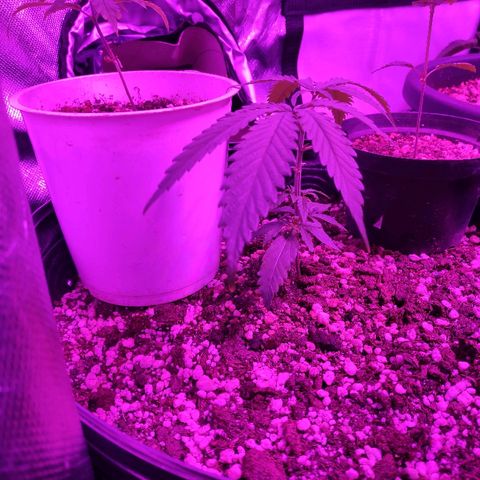 prem BR 2 #1 growlog timeline photo