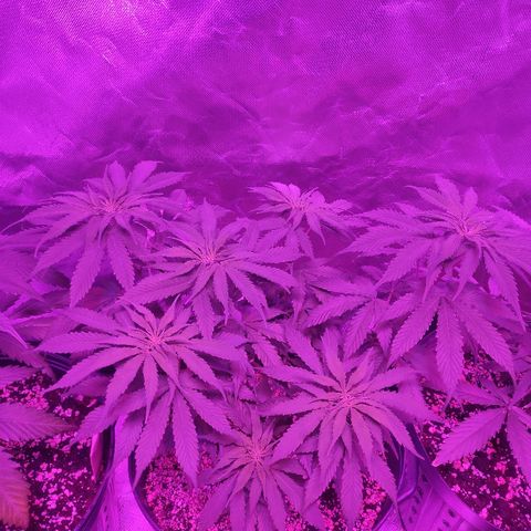 1 growlog timeline photo