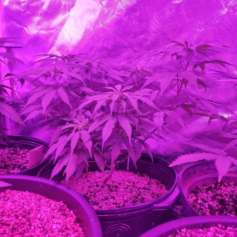 1 growlog timeline photo