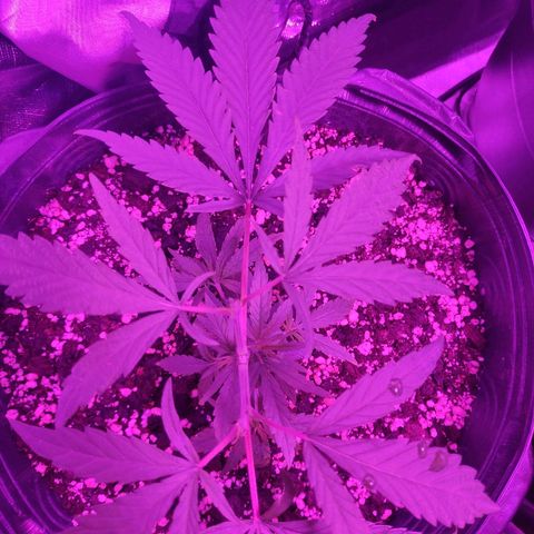 prem BR 2 #1 growlog timeline photo